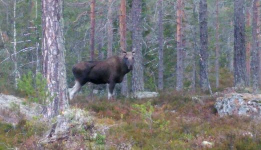 Over 33 000 hjortedyr testet for skrantesjuke i 2018