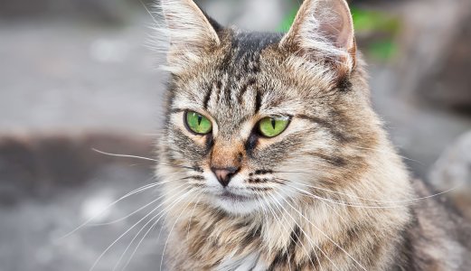Flere katter med Salmonellainfeksjon
