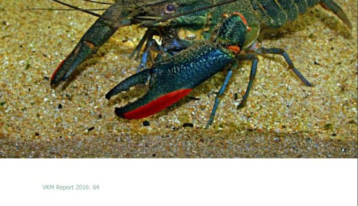 Oppdrett av importert kreps vil kunne skade norsk fauna
