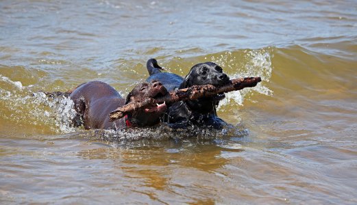 Pass på hunden din – unngå bading i ferskvatn med algeoppblomstring