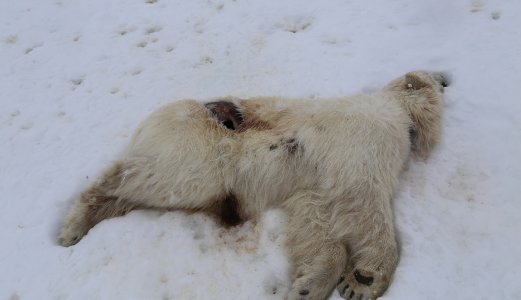Første påvisning av fugleinfluensa hos isbjørn på Svalbard
