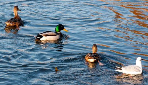 Påmelding til prøvetaking av ender for fugleinfluensa
