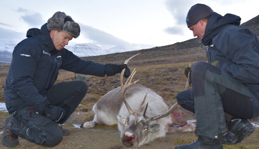 Side om side i Arktis: Forskere samarbeider om reinprøver på Svalbard