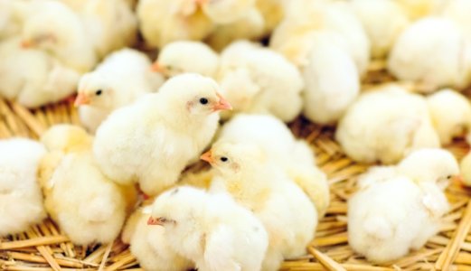 NORM-VET-rapporten 2022: Aldri registrert lavere antibiotikaforbruk til landdyr