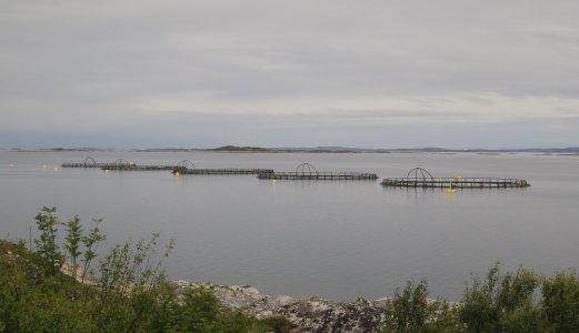 Ny vurdering av lakseluspåvirkning på vill laksefisk til Trafikklyssystemet