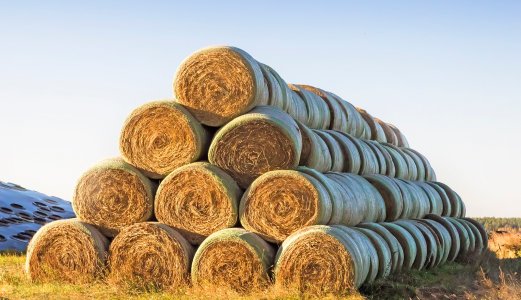 Informasjonsmøte om muligheter og smitterisiko ved import av grovfôr