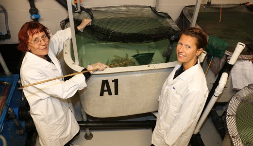Utvikler nytt prinsipp for fiskevaksiner