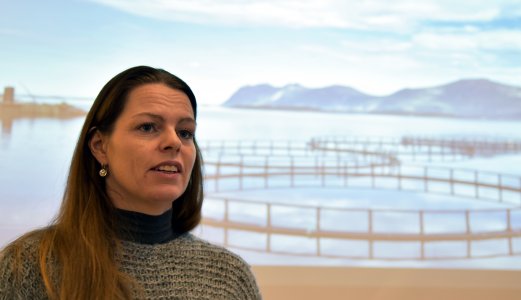 Ny forskning tyder på at Hjertesprekk kan overføres fra stamfisk til avkom