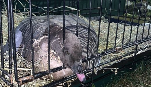 Fugleinfluensa påvist hos villfugl i Rogaland