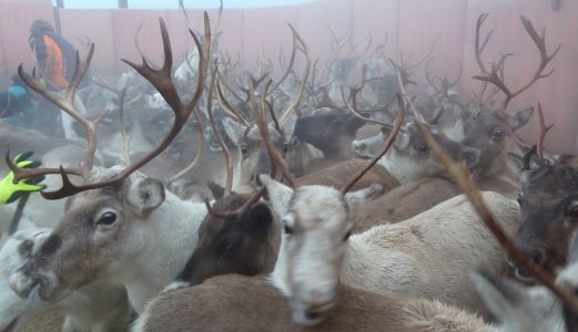 Tester nye metoder for å påvise skrantesjuke