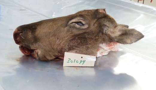 Bekreftet skrantesjuke på to reinsdyrbukker i Nordfjella