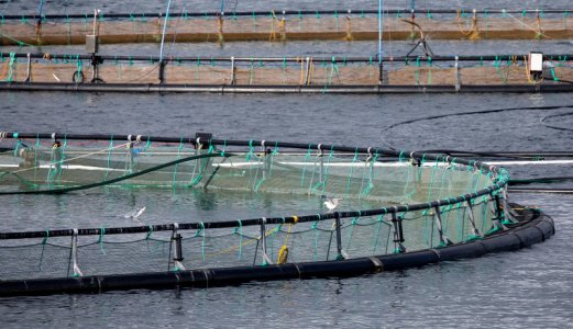 Fiskehelserapporten 2023: Dette er årsakene til at oppdrettsfisken dør