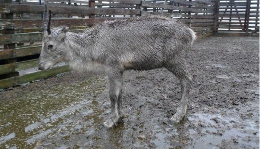 Små klimaendringar kan ha store konsekvensar for norsk dyrehelse