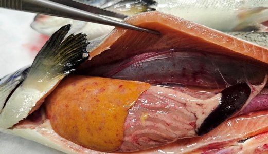 Oppfordrer til varsling av piscirickettsiose