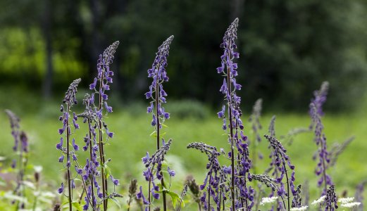 Flere husdyr forgiftet av planter enn vanlig