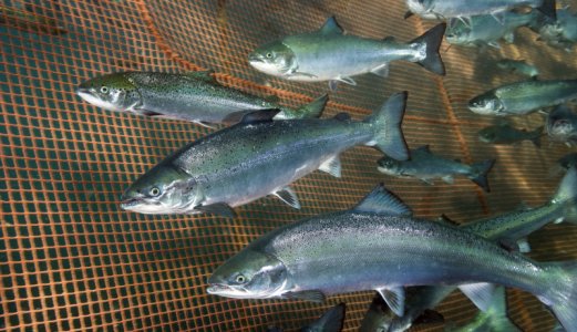 Haltende fiskehelse koster for fisken, oppdretter og samfunnet