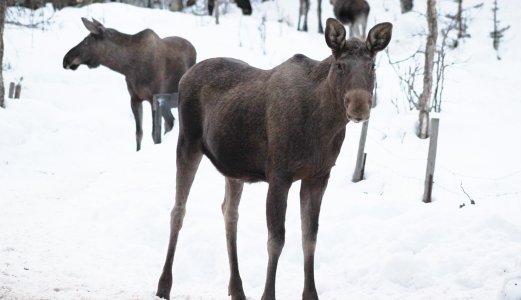Påvisning av skrantesjuke hos elg