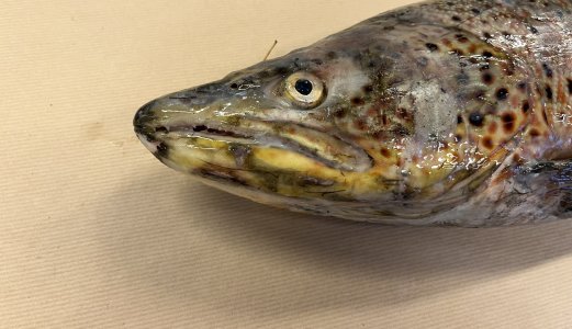 Mistanke om ulcerativ dermal nekrose hos hunderørret i Mjøsa