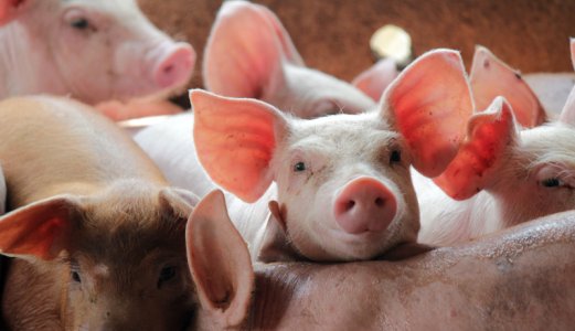Kraftig nedgang i bruk av antibiotika til dyr i Europa