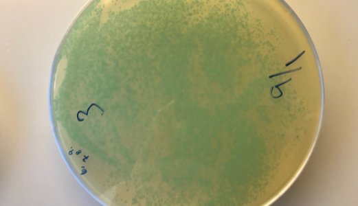 Listeria påvist i rakfisk