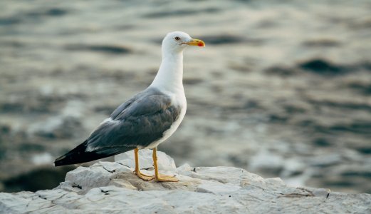 Fugleinfluensa påvist hos måke og kalkun