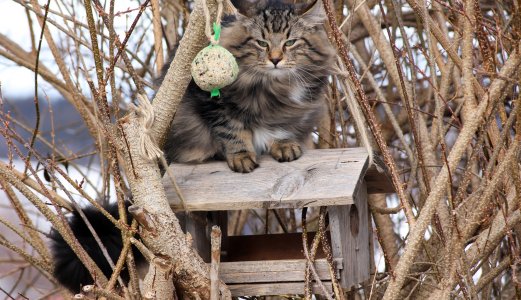 Mange tilfeller av Salmonella hos katt tidlig på året