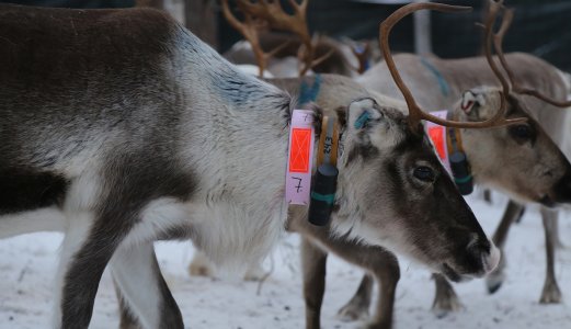 Slik kan forskere følge infeksjon hos rein fra start til slutt