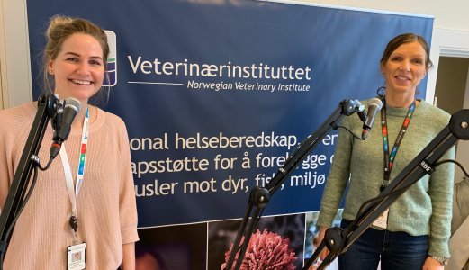 Podcast: Friske kalver gir bonden bedre økonomi og mindre klimautslipp