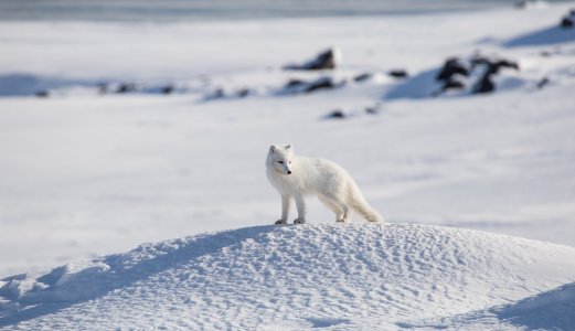 Podcast: Hunder på Svalbard kan være bærer av en ubehagelig overraskelse