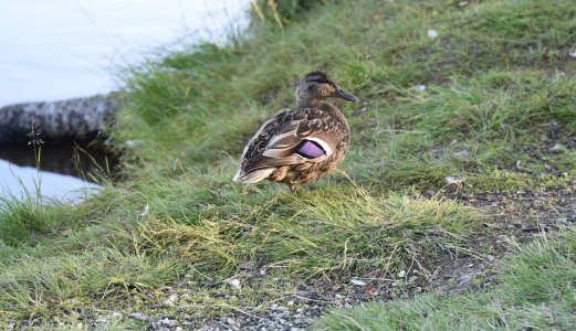 Flere tilfeller av fugleinfluensaviruset H5N1 er påvist hos villfugl