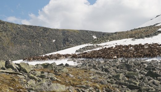 Bekreftet skrantesjuke på voksen reinbukk i Nordfjella