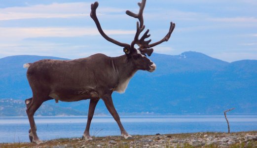 EFSA rapport om skrantesjuke