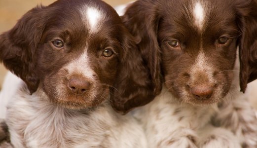 Vaksineanbefalinger for rabies opprettholdes