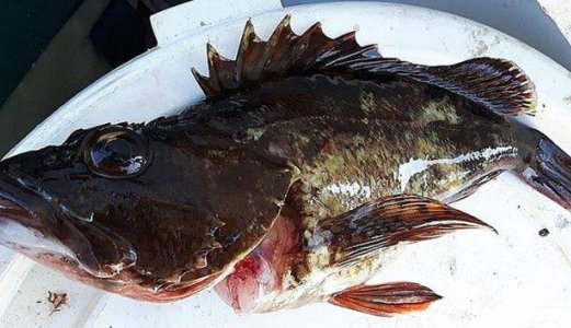 Ny fiskeart til undersøkelse på Veterinærinstituttet
