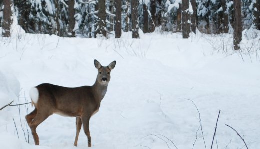 Lav forekomst av antibiotikaresistente bakterier hos villrein og rådyr i Norge