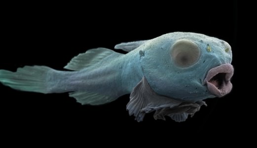 Fiskehelserapporten 2018 - Flere sykdommer holder laksedødeligheten høy
