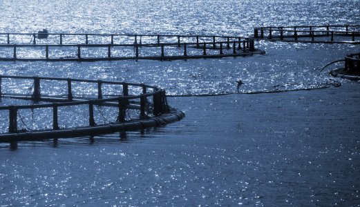 Styrker den nasjonale oversikten over norsk fiskehelse