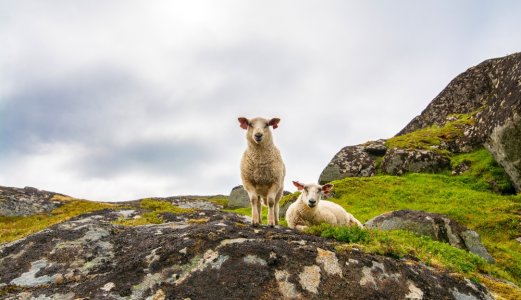 Blåtungevirus påvist på sau i Sør-Norge