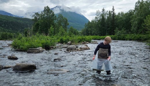Utsetting av laks i Fustavassdraget