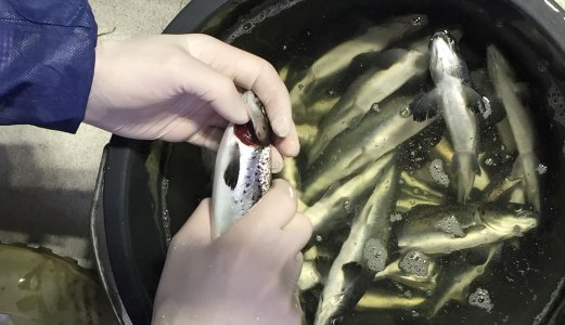 Tøff start på livet for laksen