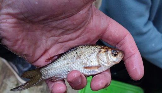 Veterinærinstituttet fjerner gullfisk i svensk natur