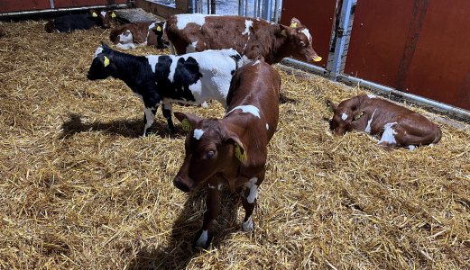Fortsatt lavt antibiotikaforbruk til dyr i Norge