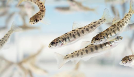 Kartlegger sammenhengen mellom vannkvalitet og sykdom