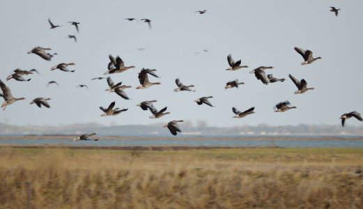 Høsttrekket gir økt risiko for spredning av fugleinfluensa