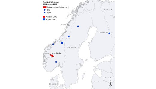 Intensivert jakt nødvendig for å friskmelde villrein for skrantesjuke 