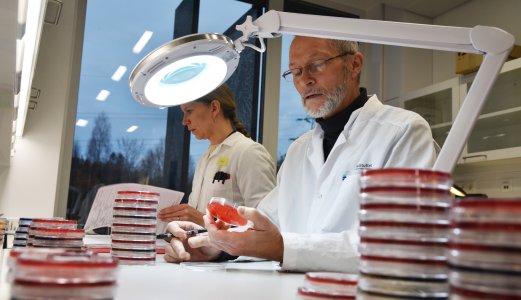 Oppdateringer om det nasjonale utbruddet av Salmonella Agona