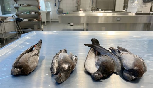 Smittsomt virus nå også påvist blant duer i Moss, Nesodden og Nordre Follo og Mysen