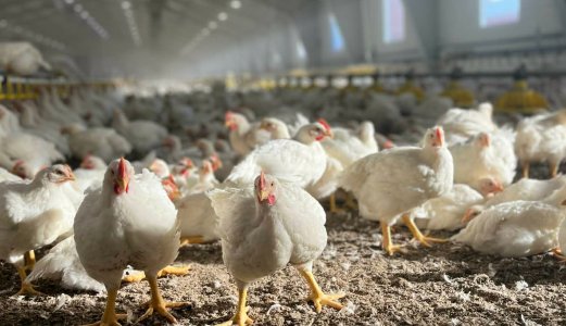 Fortsatt lite Campylobacter i norsk slaktekylling
