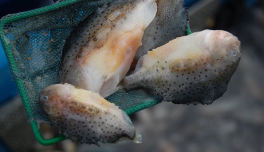 Nye oppdrettsarter gir nye sykdomsutfordringer