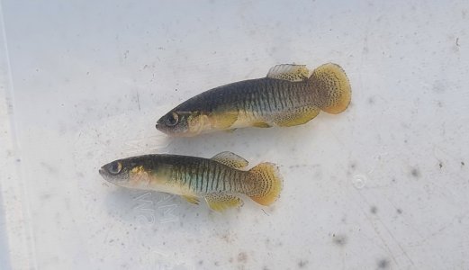 Podcast: Skal redde en sjelden fiskeart i vann i Spania
